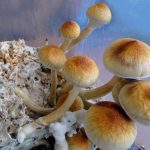 How Magic Mushrooms Can Fix Depression