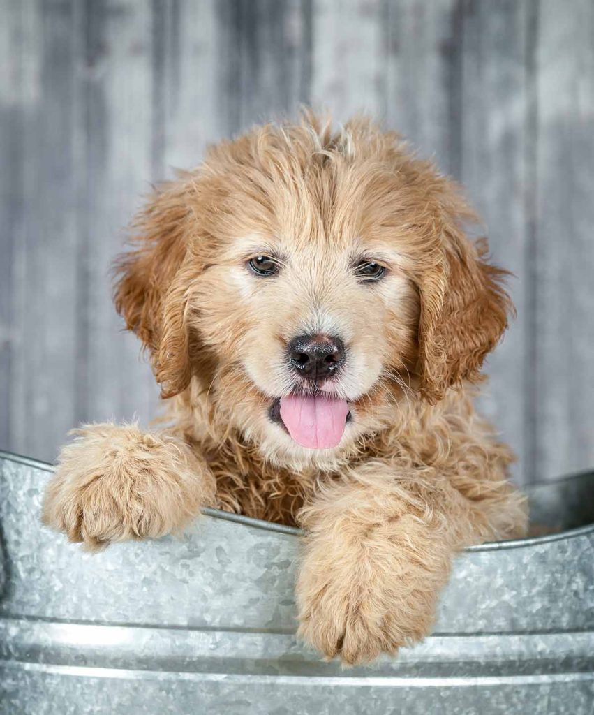 How to Groom a Goldendoodle? Guide for Professional Groomers