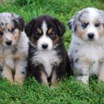 How to Socialize a Australian Shepherd Puppy: Wrong & Right Ways