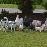 How to purchase animals for your hobby farm