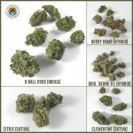 Effects of Marijuana Use: How Weed Affects Your Mind and Body