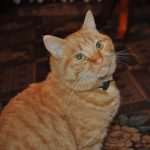 Thinking of getting a cat? International Cat Care