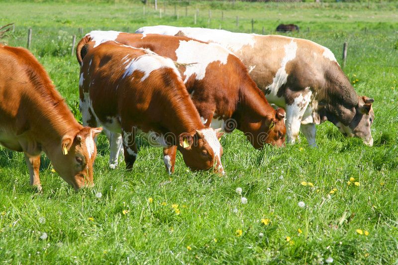 How to grow grass in A Wonderful Life