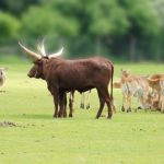 How do animals learn how to be, well, animals? Through a shared culture