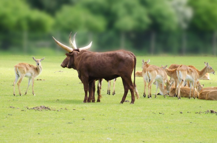How do animals learn how to be, well, animals? Through a shared culture