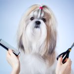 How to Train and Desensitize Your Dog to Grooming