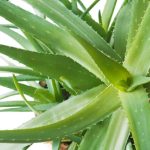 How to care for an Aloe and Aloe Vera plant?