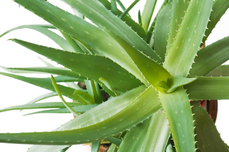 How to care for an Aloe and Aloe Vera plant?