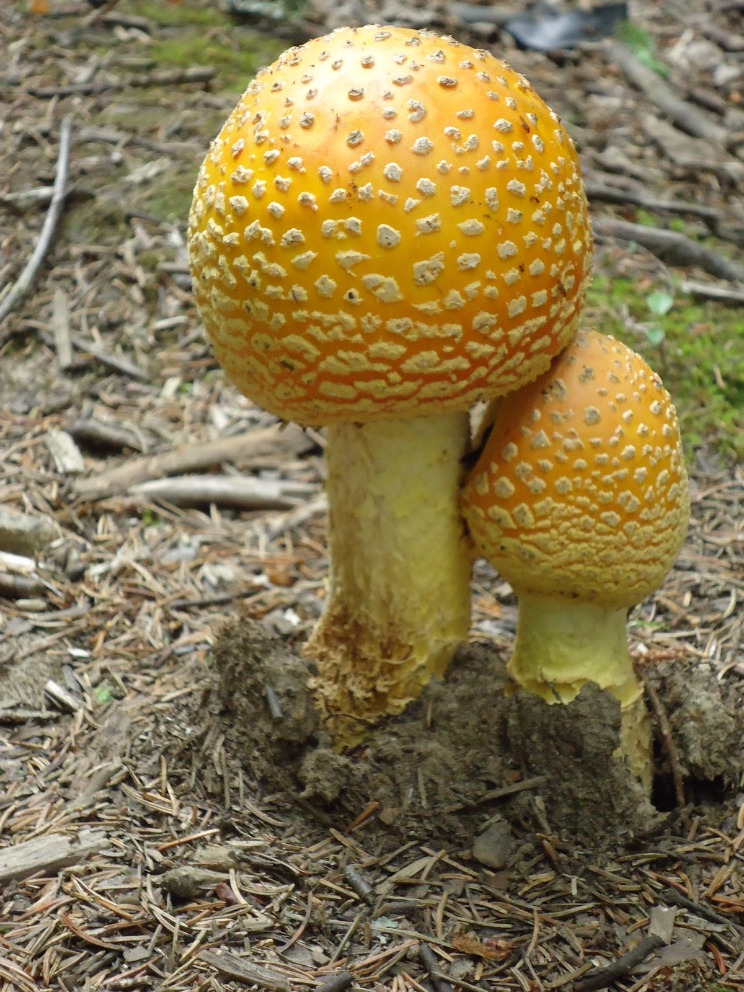 How to Determine Your Amanita Muscaria Gummies Dosage