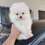 Discover the Magic of Puppies in Your Life