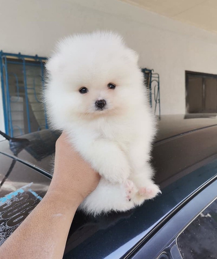 Discover the Magic of Puppies in Your Life