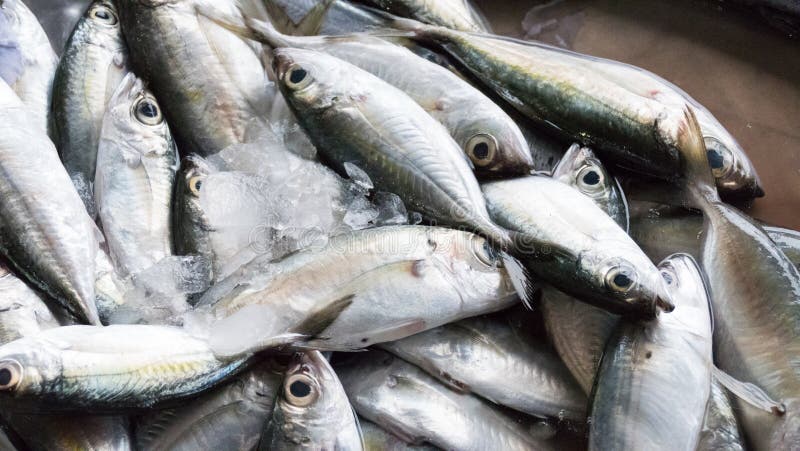 Welcome to Your Online Local Fish Market