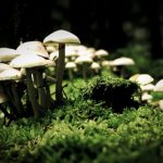 Unlocking the Mysteries of Magic Mushrooms
