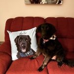 A Comfortable Companion: The Benefits of a Dog Pillow