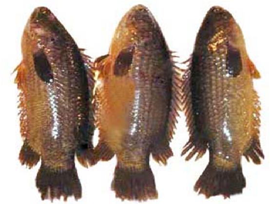 The Hidden Gem of Bangladesh: Fish