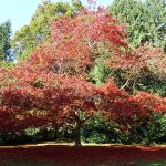 A Comprehensive Look into Premium Arbor Care in Monmouth County