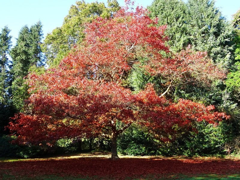 A Comprehensive Look into Premium Arbor Care in Monmouth County