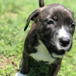 Unveiling the Joy of Owning Pitbull Puppies for Sale